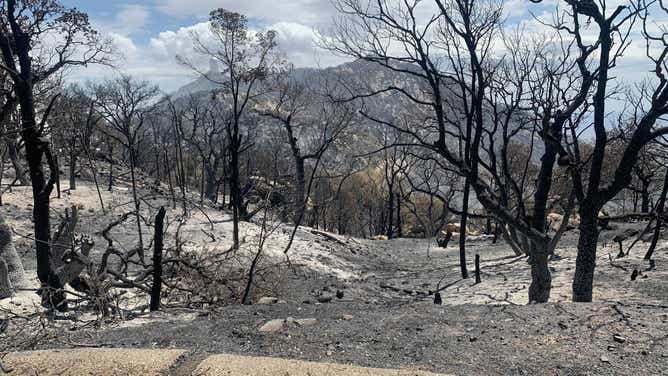 Burned out area on South West ridge of Kitt Peak National Observatory 18 June 2022 (note the telescopes in background, including Nicholas U. Mayall 4-meter Telescope (left) and WIYN 3.5-meter Telescope (far right). 