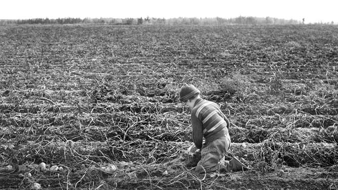 A child picks potatoes on a farm in Maine.