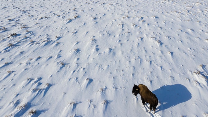 A lone bison roams the snowy landscape.