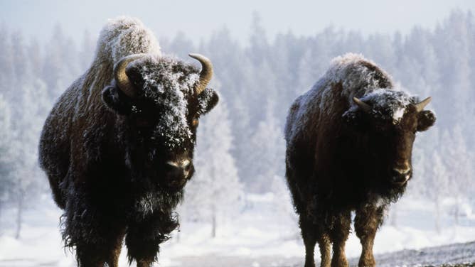 Bison in a snowy Yellowstone National Park in Wyoming.