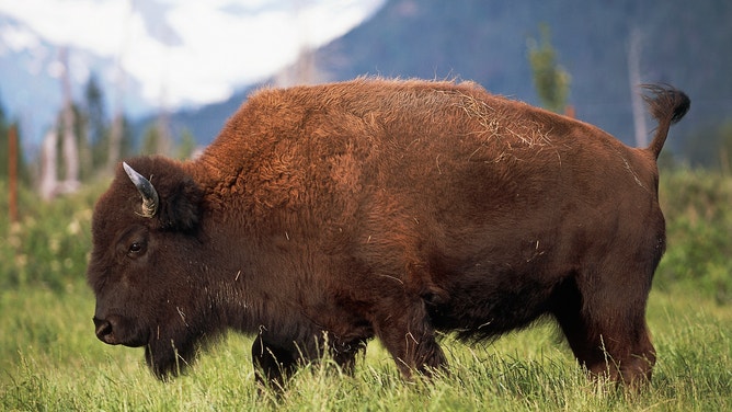 American bison in Alaska's Katmai National Park and Preserve.