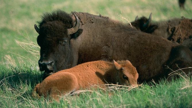 American bison with calf in Custer State Park in South Dakota.