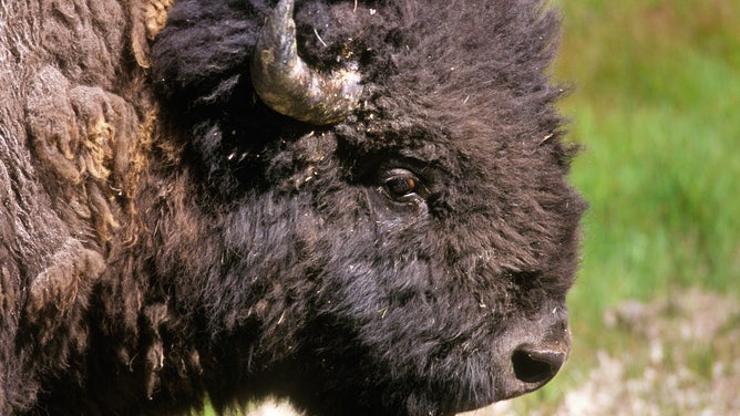 Close-up of an American bison at Yellowstone.