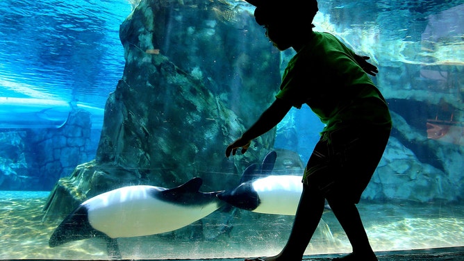 When a hurricane hits, what happens to sharks, dolphins and marine life? – Orlando Sentinel