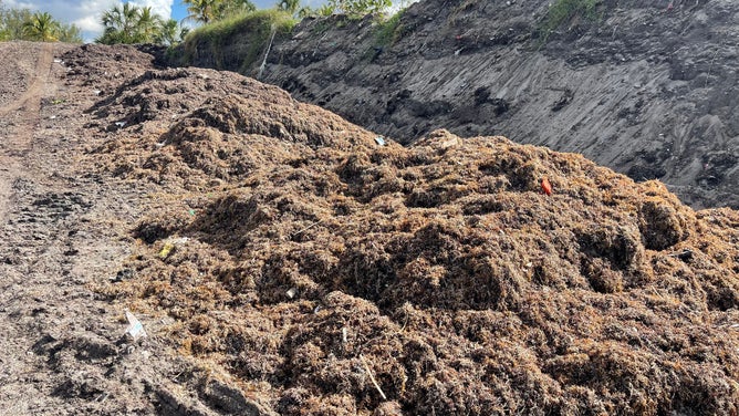 Seaweed during the composting process to be turned into soil. (Image: Brandy Campbell/FOX Weather)