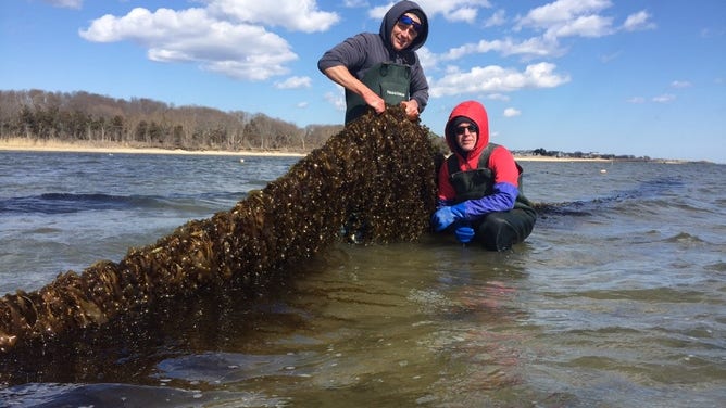 SoMAS’ Mike Doall and oyster farmer Paul McCormick with kelp grown on the Great Gun oyster farm. (Photo provided by Christopher Gobler.)