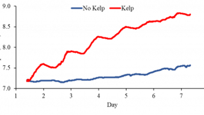 pH scale measurements with and without kelp. The graph shows continuous pH (NBS scale) bubbling, and the addition of 4 x 104 cells mL-1 Isochrysis galbana added daily to simulate daily feedings of bivalves. (Image credit: Professor Christopher Gobler)