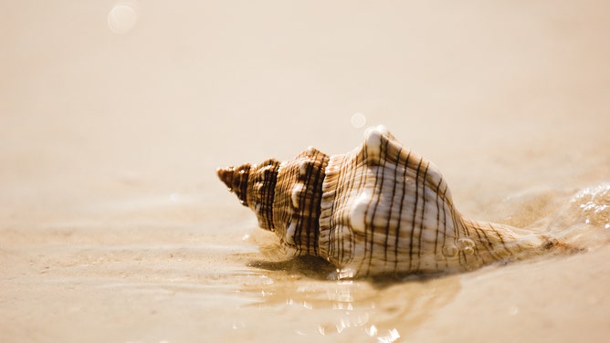 King's Crown Conch Shell. (Image: The Beaches of Fort Myers and Sanibel)