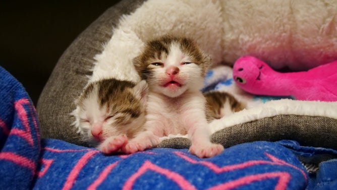 Shelters like the Pet Alliance of Greater Orlando in Central Florida can receive more than a thousand kittens during the Spring and Summer. (Image: Pet Alliance of Greater Orlando)
