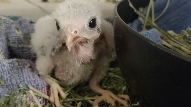 A baby American Kestrel at the Liberty Wildlife rehabilitation center in Phoenix. (Image credit: Liberty Wildlife)