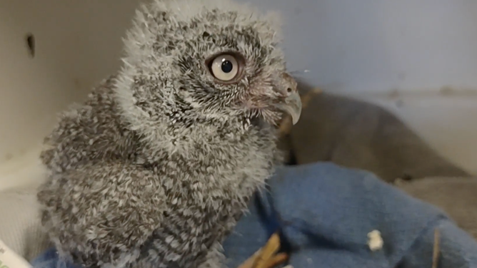 A baby screech owl at the Liberty Wildlife rehabilitation center in Phoenix. (Image credit: Liberty Wildlife)