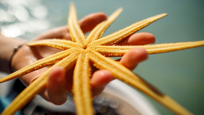 A star fish in Sanibel, Florida on May 1, 2020. It's prohibited in Florida to collect most live species, including the Bahama Starfish. (Photo By Brian Tietz)