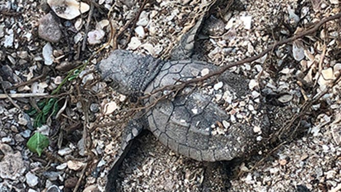 Kemp's ridley sea turtle hatchling 2022