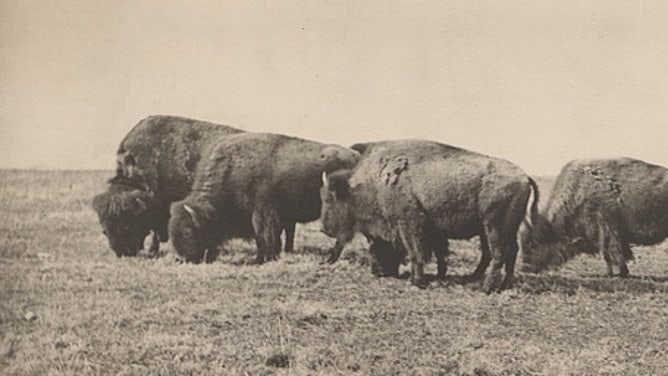 American bison grazing, ca. 1906.