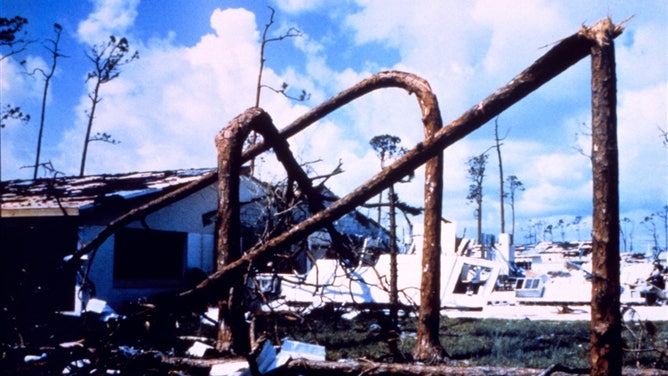 Pine trees snapped by force of the wind during Hurricane Andrew.