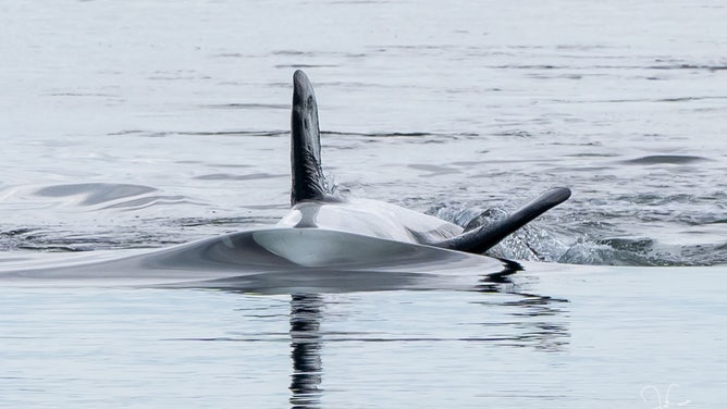 Orcas put on a stunning show while swimming in Puget Sound