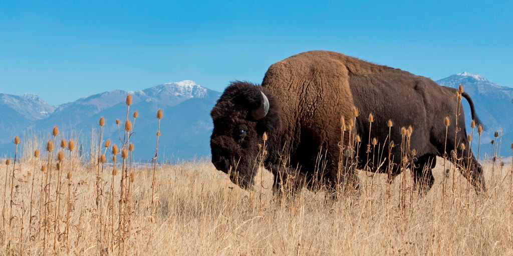 How the American bison became a national icon
