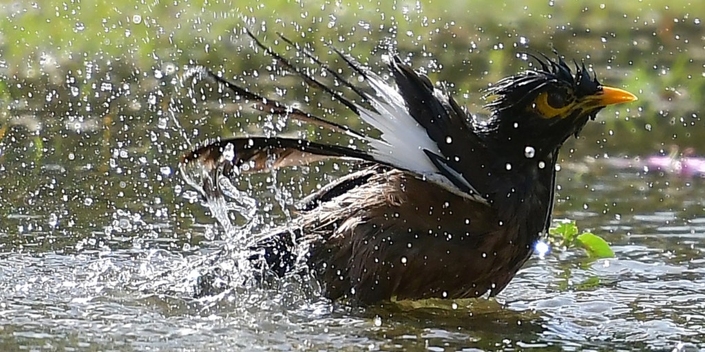 It's so hot in Tennessee that the birds are panting like dogs Fox Weather