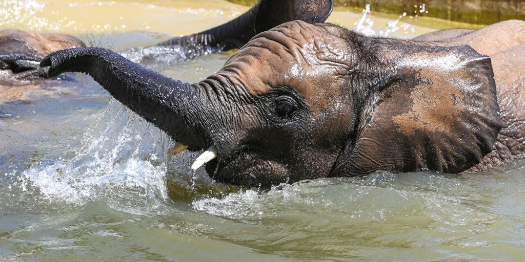 From Frozen Fish To “Bloodsicles”: How Zoo Animals Beat The Heat