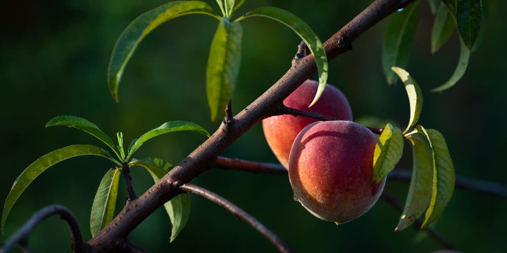 There Are No Georgia Peaches This Year