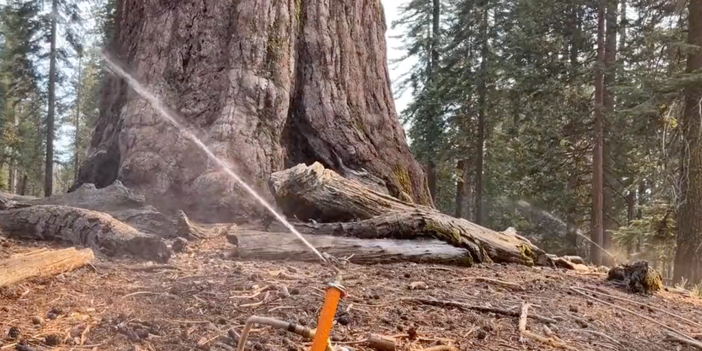 Sprinklers installed to protect California's oldest sequoia trees from