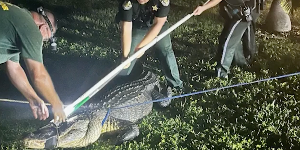 Massive 11foot alligator in Florida lets out vicious roar while being