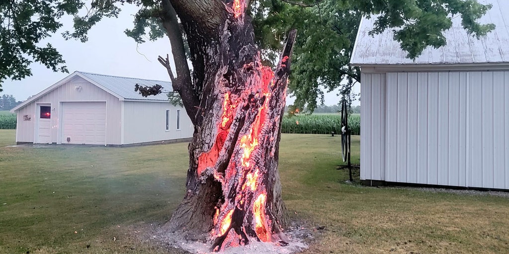 Lightning can do some crazy things': Tree burns from inside after lightning  strike in Ohio