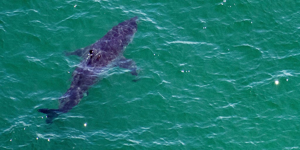Where do most shark attacks happen in the US? Fox Weather