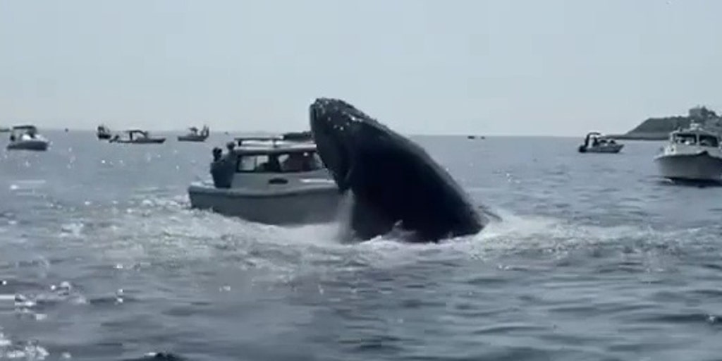 Thar she blows Breaching whale smashes boat in Cape Cod Bay Fox Weather