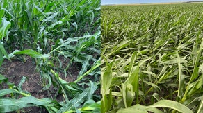 Farmers recovering after derecho flattens some South Dakota cornfields