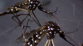 First human case of dengue in Florida prompts mosquito-born illness advisory