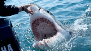 Great white shark 'hotspot' off Cape Cod one of largest in world, study finds