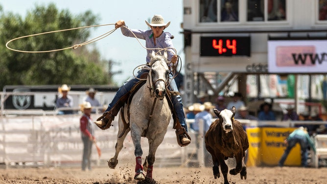 A cowgirl attempts to capture a calf with her lasso.