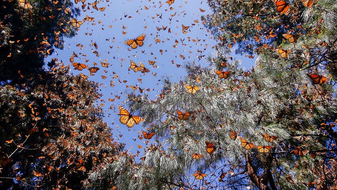 Monarch butterflies in a forest