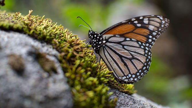 A monarch butterfly in a forest