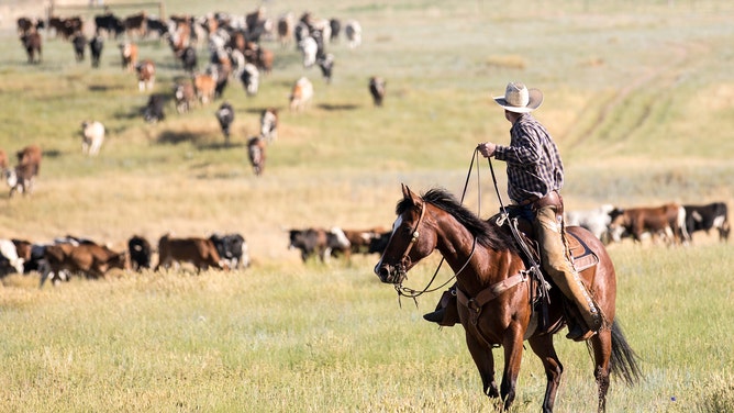 A cowboy and his horse during a cattle drive.