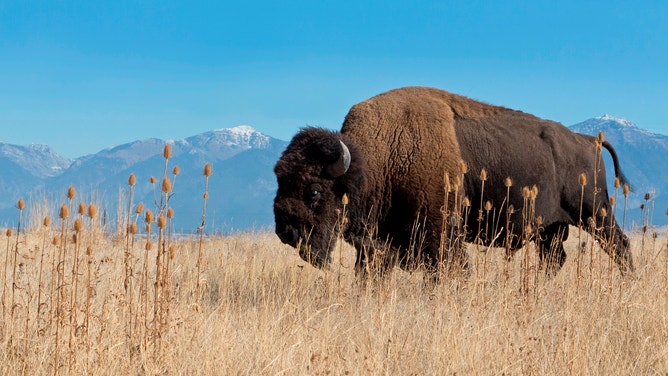 American bison walking in grassland at foot of mountain, National Bison Range, Montana.
