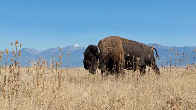 American bison walking in grassland at foot of mountain, National Bison Range, Montana.