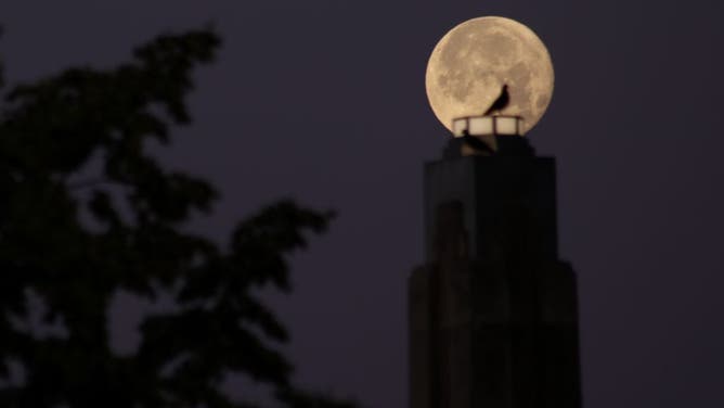 The Full Moon, known as the Strawberry Moon rises over the sky in West New York of New Jersey, United States on June 14, 2022. (Photo by Islam Dogru/Anadolu Agency via Getty Images)
