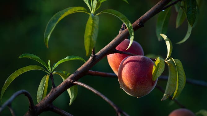Peaches grow at an orchard in Reynolds, Georgia, US, on Friday, July 8, 2022. (Photographer: Dustin Chambers/Bloomberg via Getty Images)