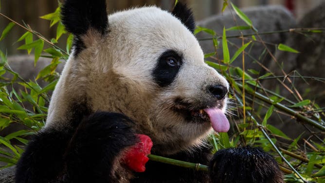 From Frozen Fish To “Bloodsicles”: How Zoo Animals Beat The Heat