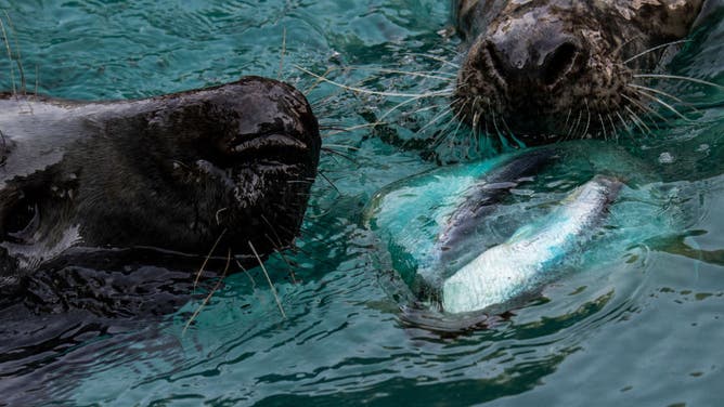 Grey seals eating food