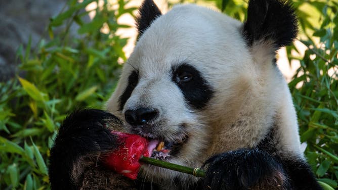 From Frozen Fish To “Bloodsicles”: How Zoo Animals Beat The Heat