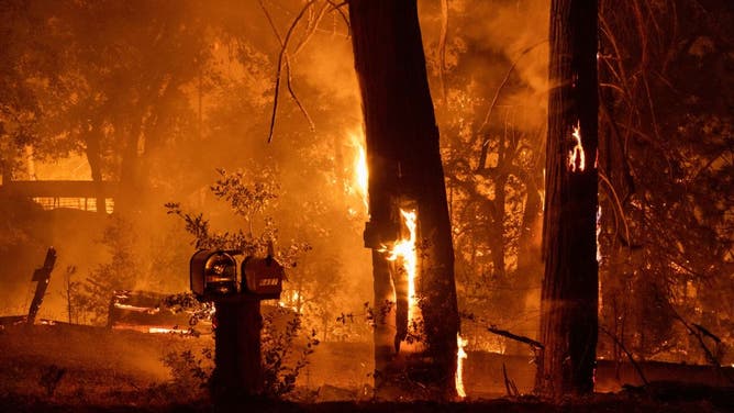 A forest is incinerated by the Oak Fire near Midpines, northeast of Mariposa, California, on July 23,