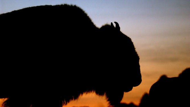 The sun sets behind a bison in Wind Cave National Park in the southern Black Hills of South Dakota.
