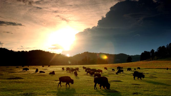 The sun sets behind a herd of bison in Wind Cave National Park in the southern Black Hills of South Dakota.