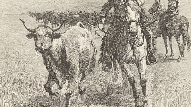 A cowboy goes after his steer during a cattle drive in Montana