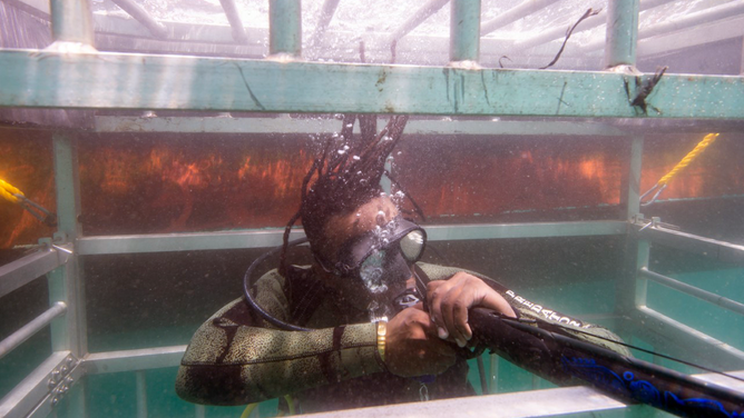 Gibbs Kuguru is seen underwater while trying to gather shark skin samples