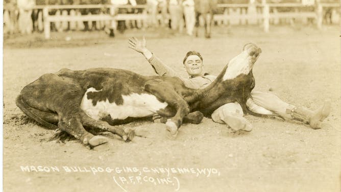 A bull lays upon a cowboy on the grounds. Cheyenne, Wyoming circa 1919.
