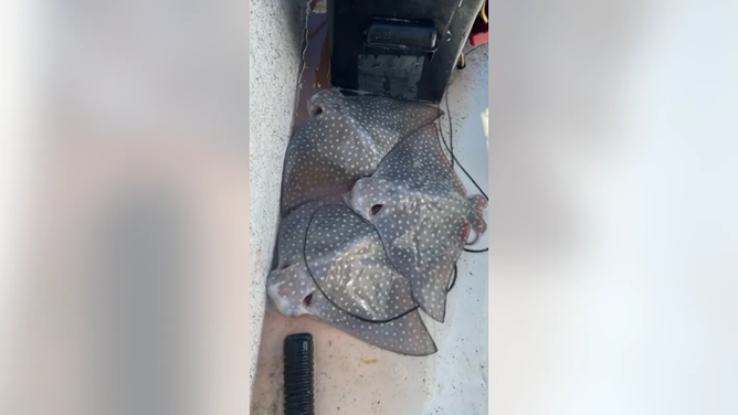 Spotted eagle ray